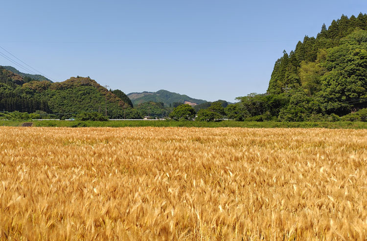 味噌